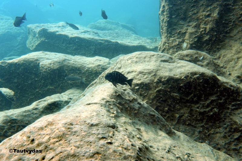 Tropheus duboisi 'Mawimbi'